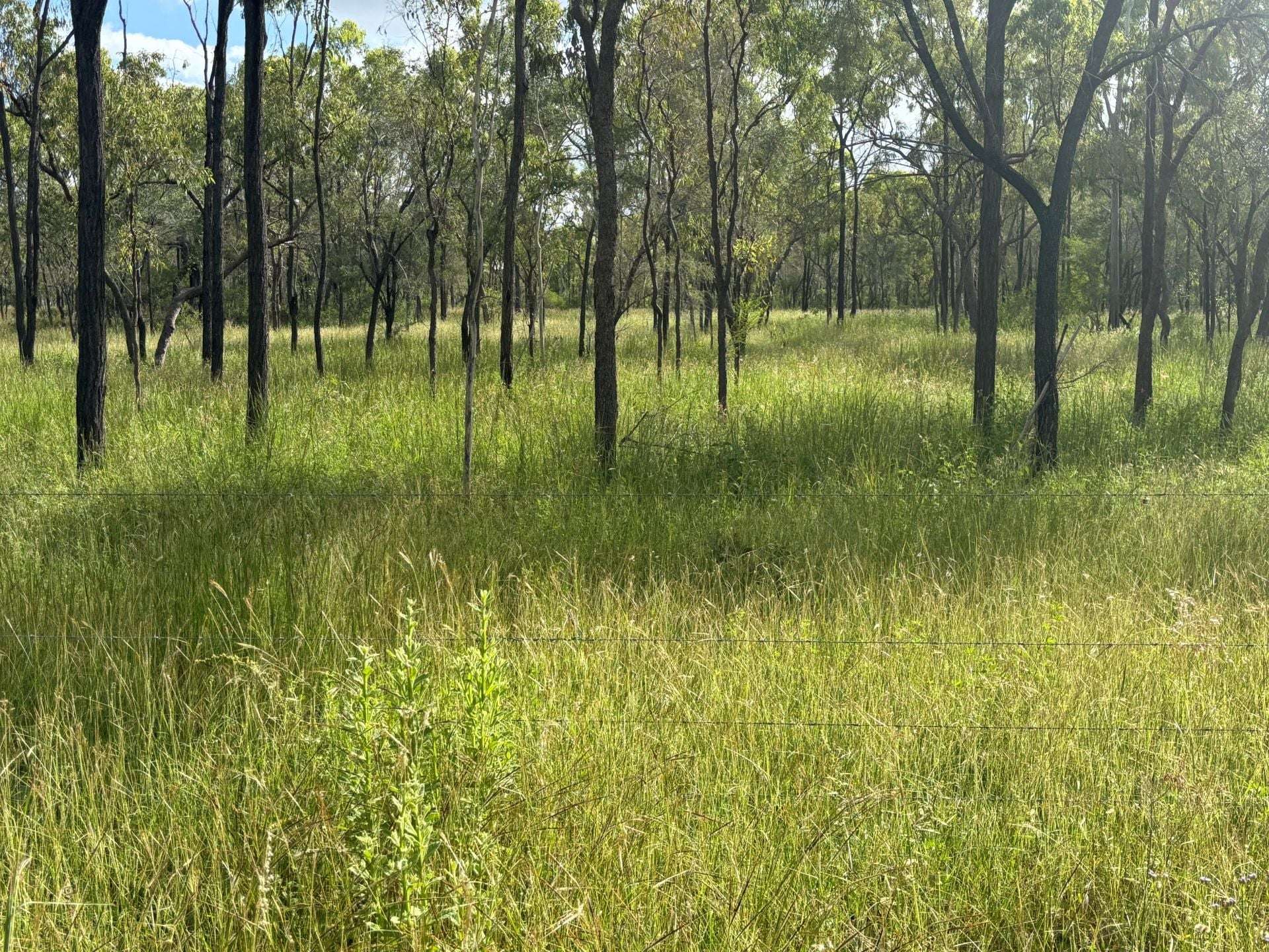 3153 Bluff Road, Seventy Mile Auction by Farmbuy.com - image 7