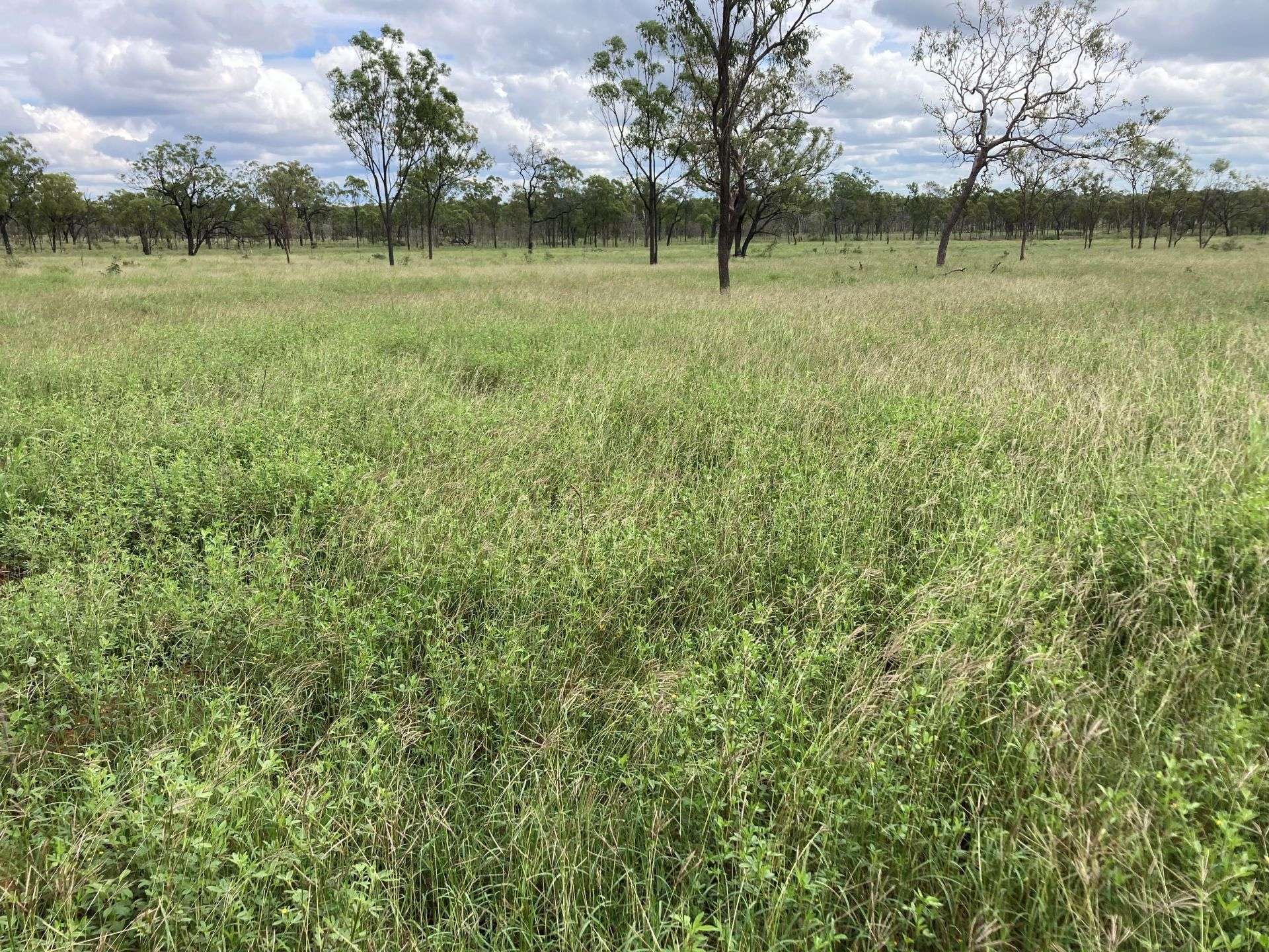 3153 Bluff Road, Seventy Mile Auction by Farmbuy.com - image 15