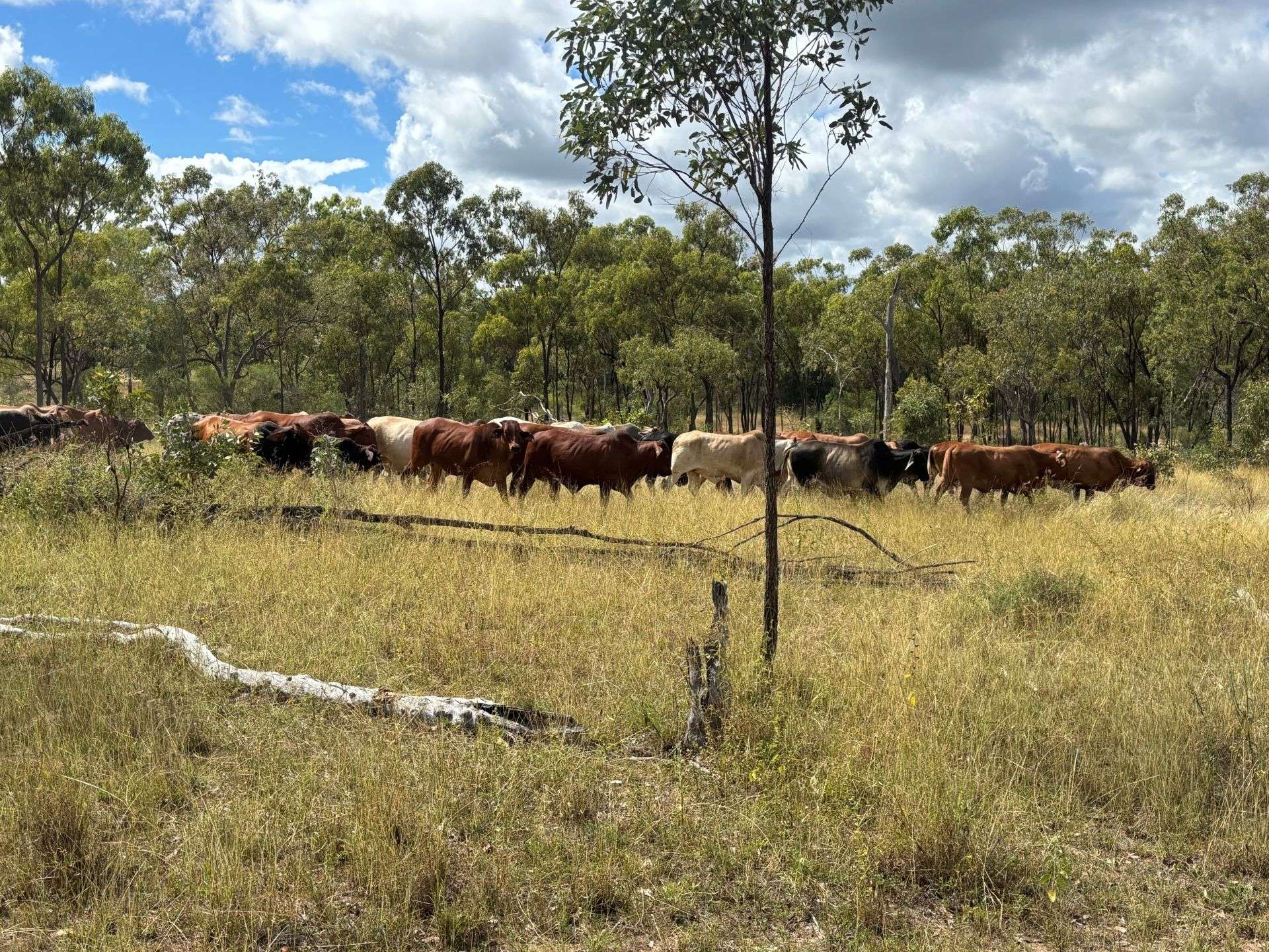 3153 Bluff Road, Seventy Mile Auction by Farmbuy.com - image 8