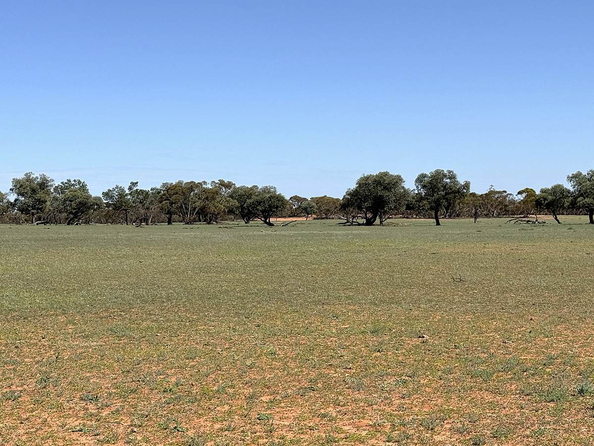 'Pinewood' Wentworth/Pooncarie Road, Wentworth For Sale by Farmbuy.com - image 8