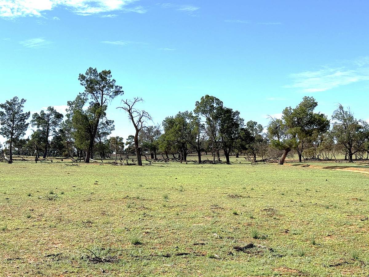 'Pinewood' Wentworth/Pooncarie Road, Wentworth For Sale by Farmbuy.com - image 17