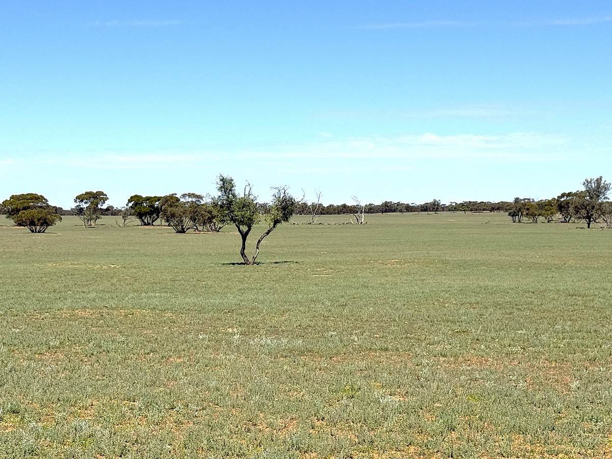'Pinewood' Wentworth/Pooncarie Road, Wentworth For Sale by Farmbuy.com - image 28