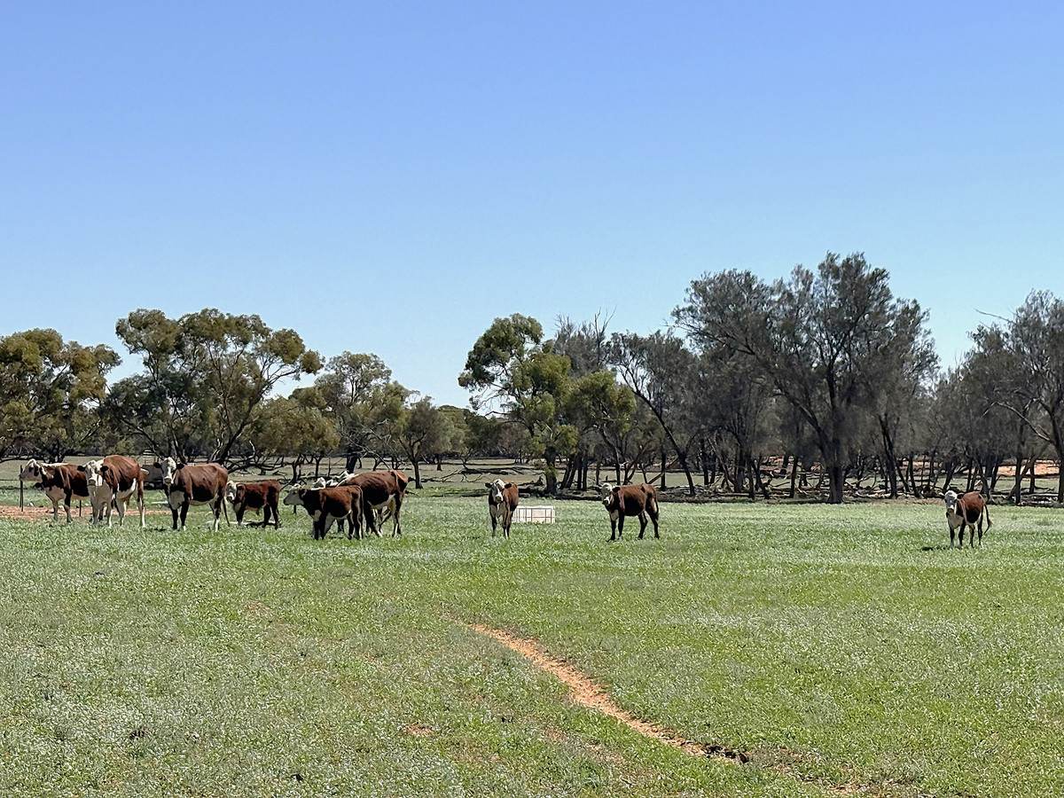 'Pinewood' Wentworth/Pooncarie Road, Wentworth For Sale by Farmbuy.com - image 21