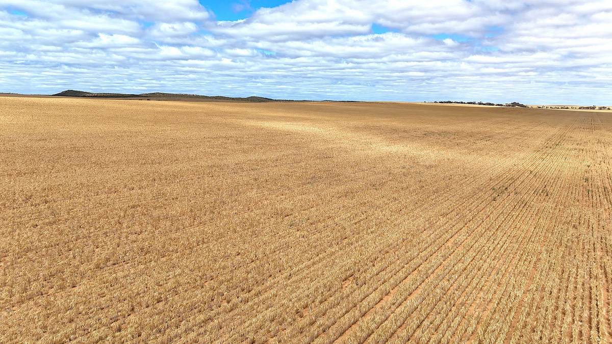 'Watsons' Worooa Road, Underbool For Sale by Farmbuy.com - image 15