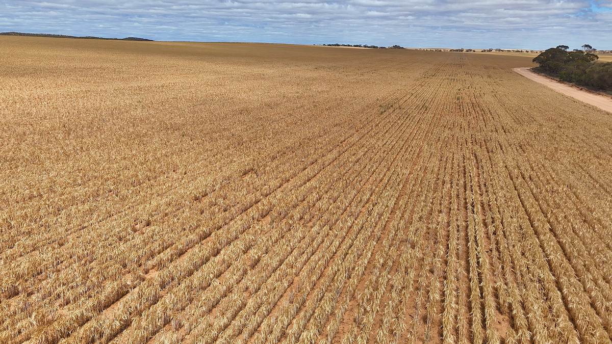 'Watsons' Worooa Road, Underbool For Sale by Farmbuy.com - image 18