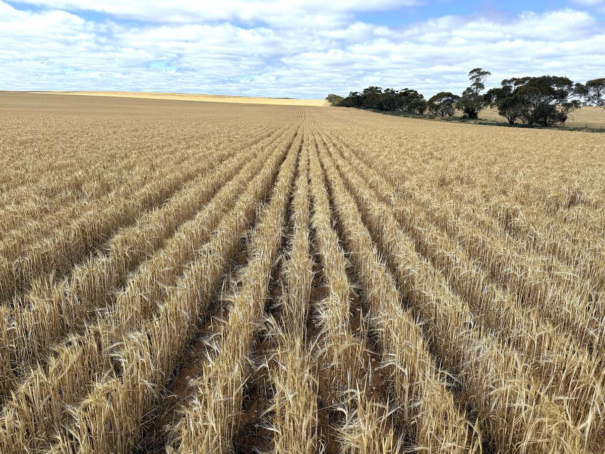 'Watsons' Worooa Road, Underbool For Sale by Farmbuy.com - image 16
