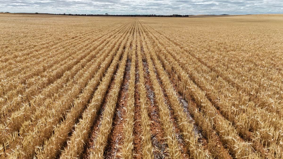 'Watsons' Worooa Road, Underbool For Sale by Farmbuy.com - image 20