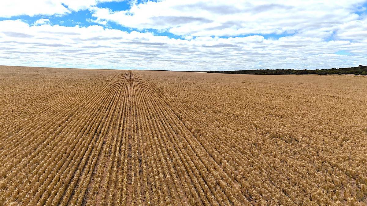 'Watsons' Worooa Road, Underbool For Sale by Farmbuy.com - image 1