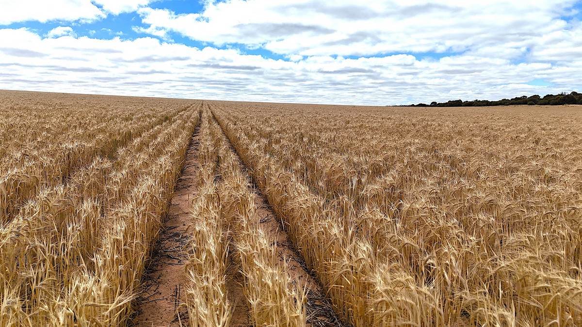 'Watsons' Worooa Road, Underbool For Sale by Farmbuy.com - image 6