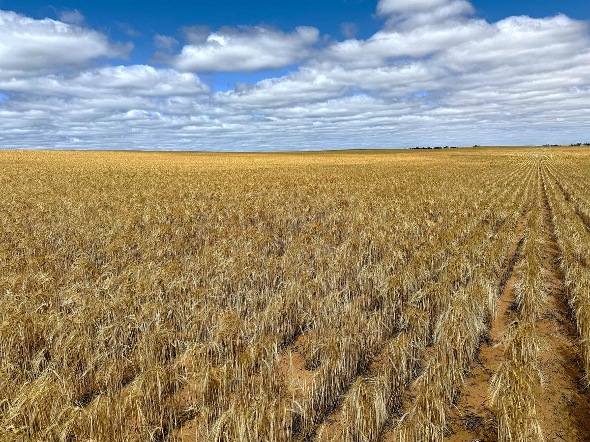 'Watsons' Worooa Road, Underbool For Sale by Farmbuy.com - image 17