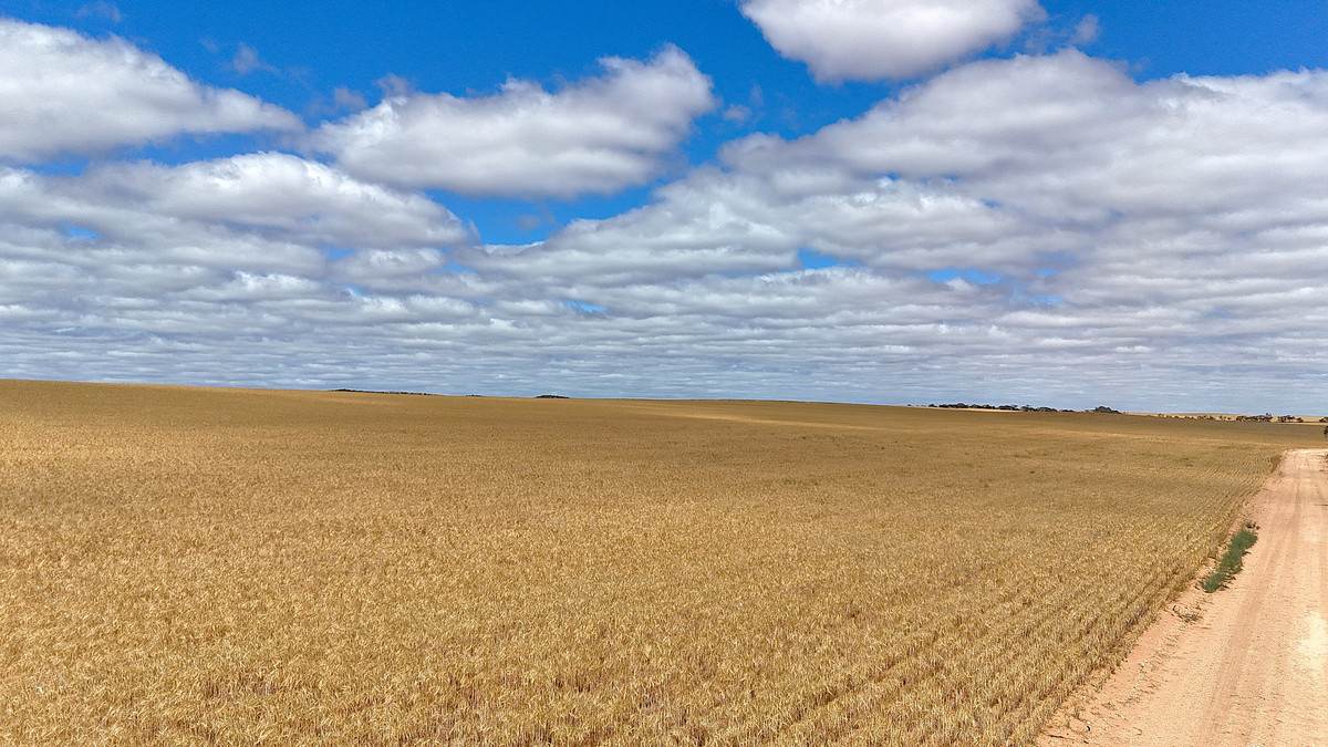 'Watsons' Worooa Road, Underbool For Sale by Farmbuy.com - image 14