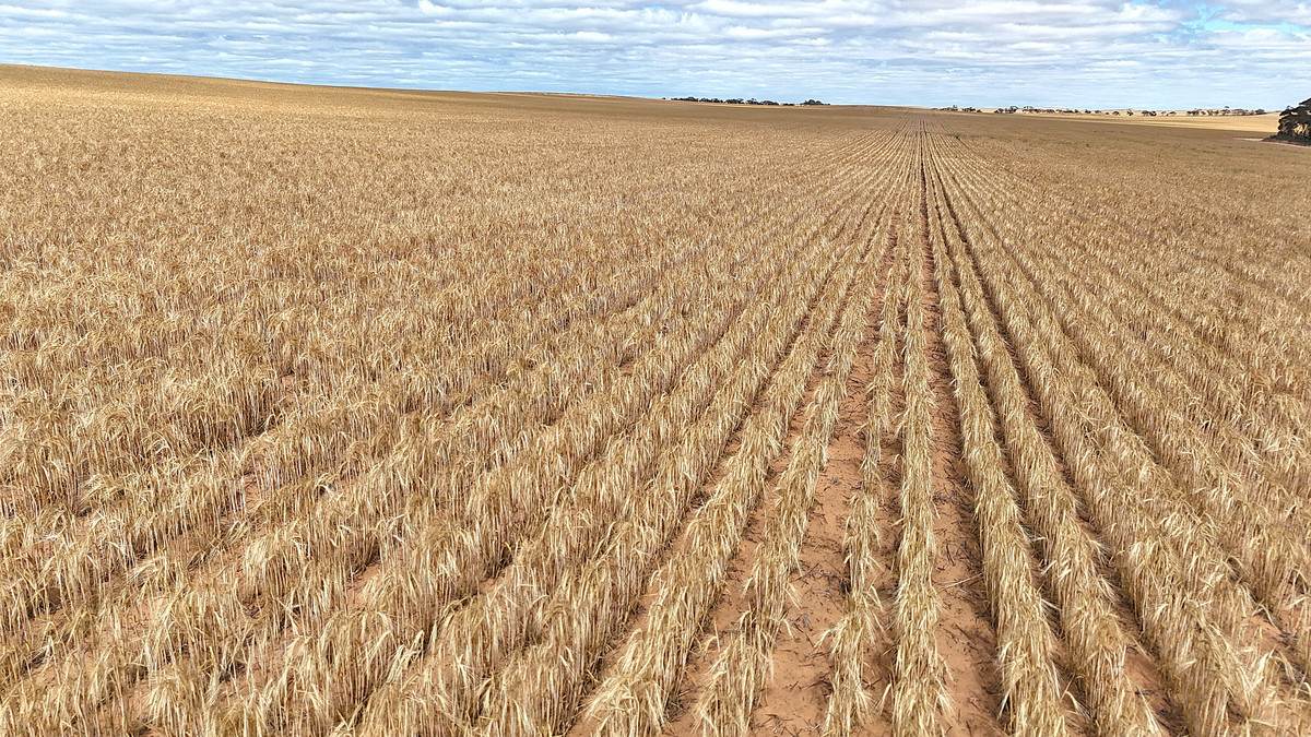 'Watsons' Worooa Road, Underbool For Sale by Farmbuy.com - image 19