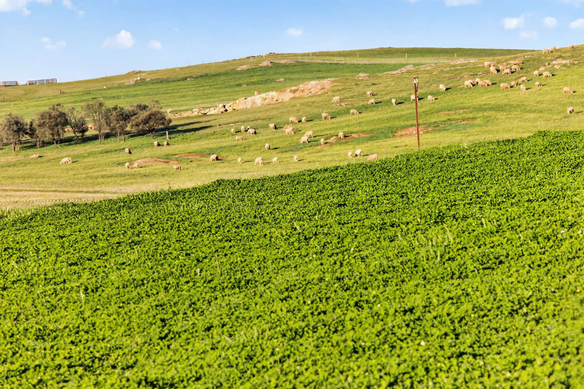 'Eudunda Hill' Thiele Highway, Eudunda For Sale by Farmbuy.com - image 14
