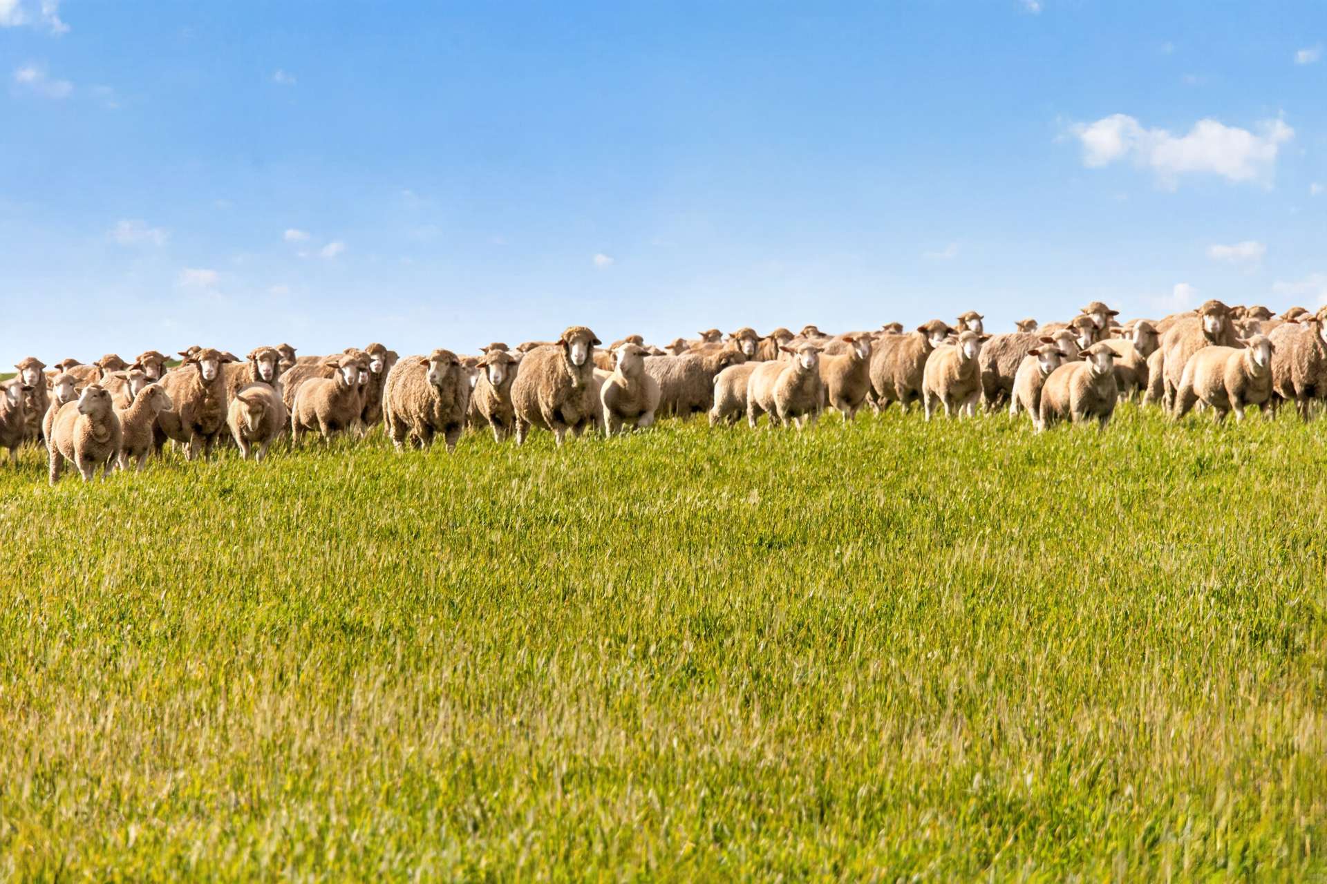 'Eudunda Hill' Thiele Highway, Eudunda For Sale by Farmbuy.com - image 11