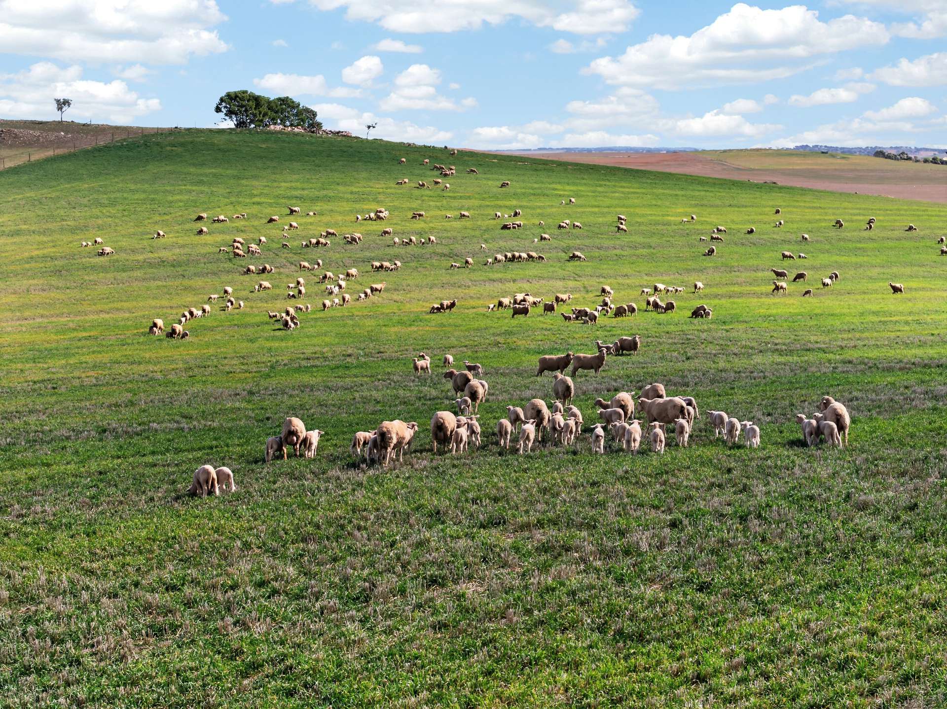 'Eudunda Hill' Thiele Highway, Eudunda For Sale by Farmbuy.com - image 13