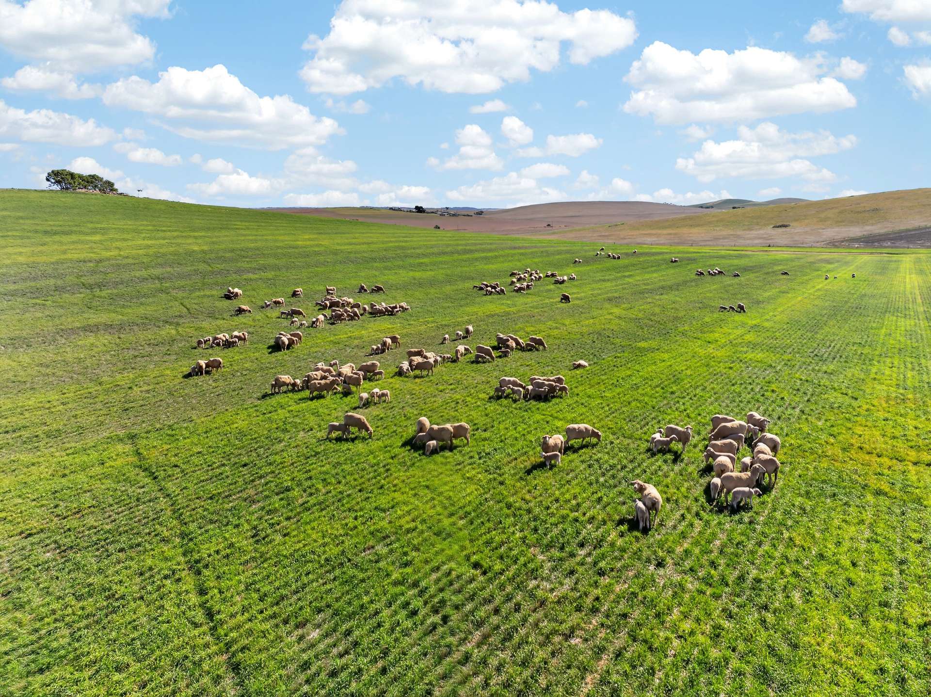 'Eudunda Hill' Thiele Highway, Eudunda For Sale by Farmbuy.com - image 16