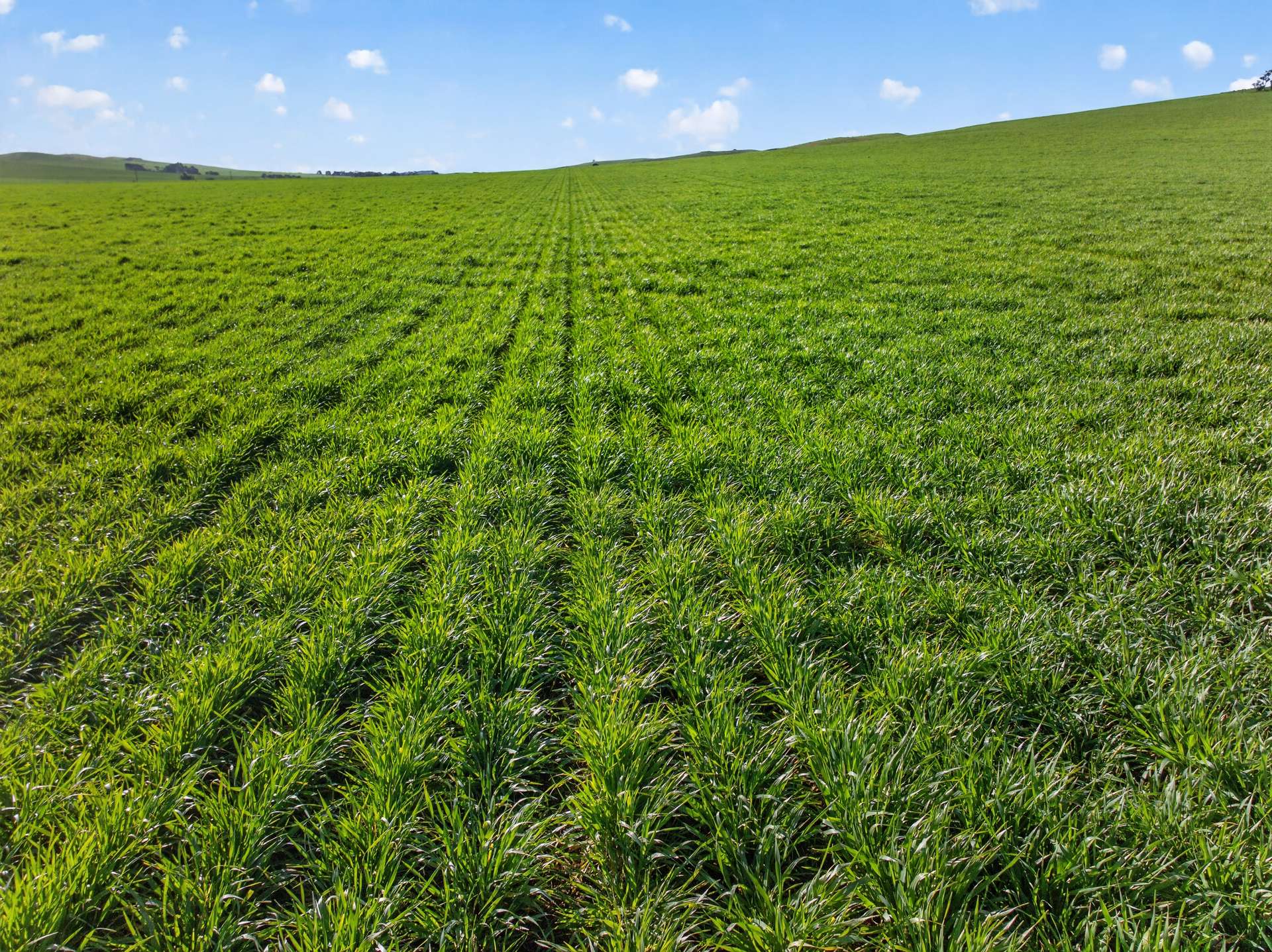 'Eudunda Hill' Thiele Highway, Eudunda For Sale by Farmbuy.com - image 21