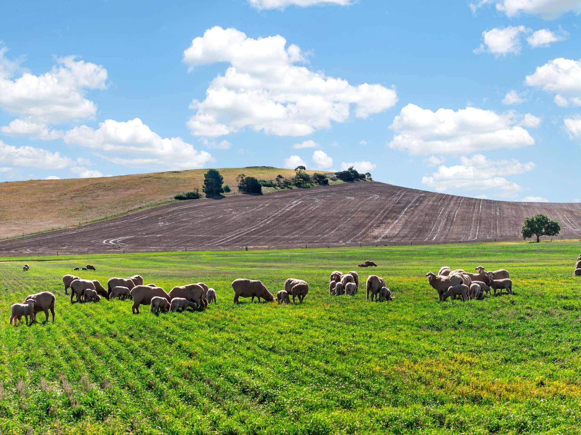 'Eudunda Hill' Thiele Highway, Eudunda For Sale by Farmbuy.com - image 15
