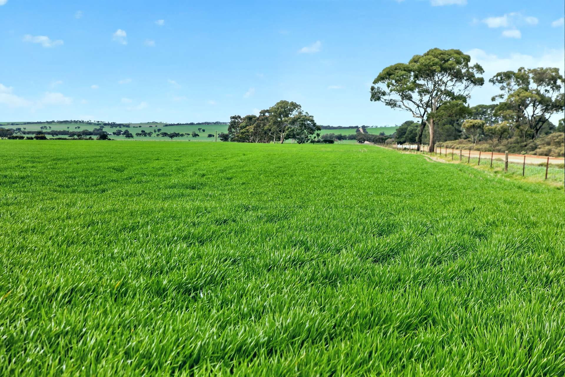 'Murrays' Myrtle Road, Eudunda Auction by Farmbuy.com - image 9
