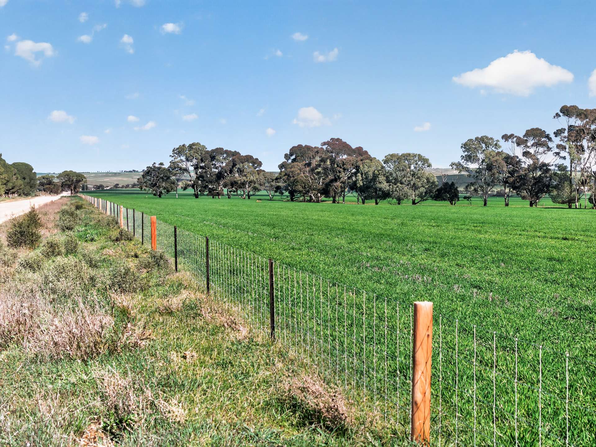 'Murrays' Myrtle Road, Eudunda Auction by Farmbuy.com - image 6