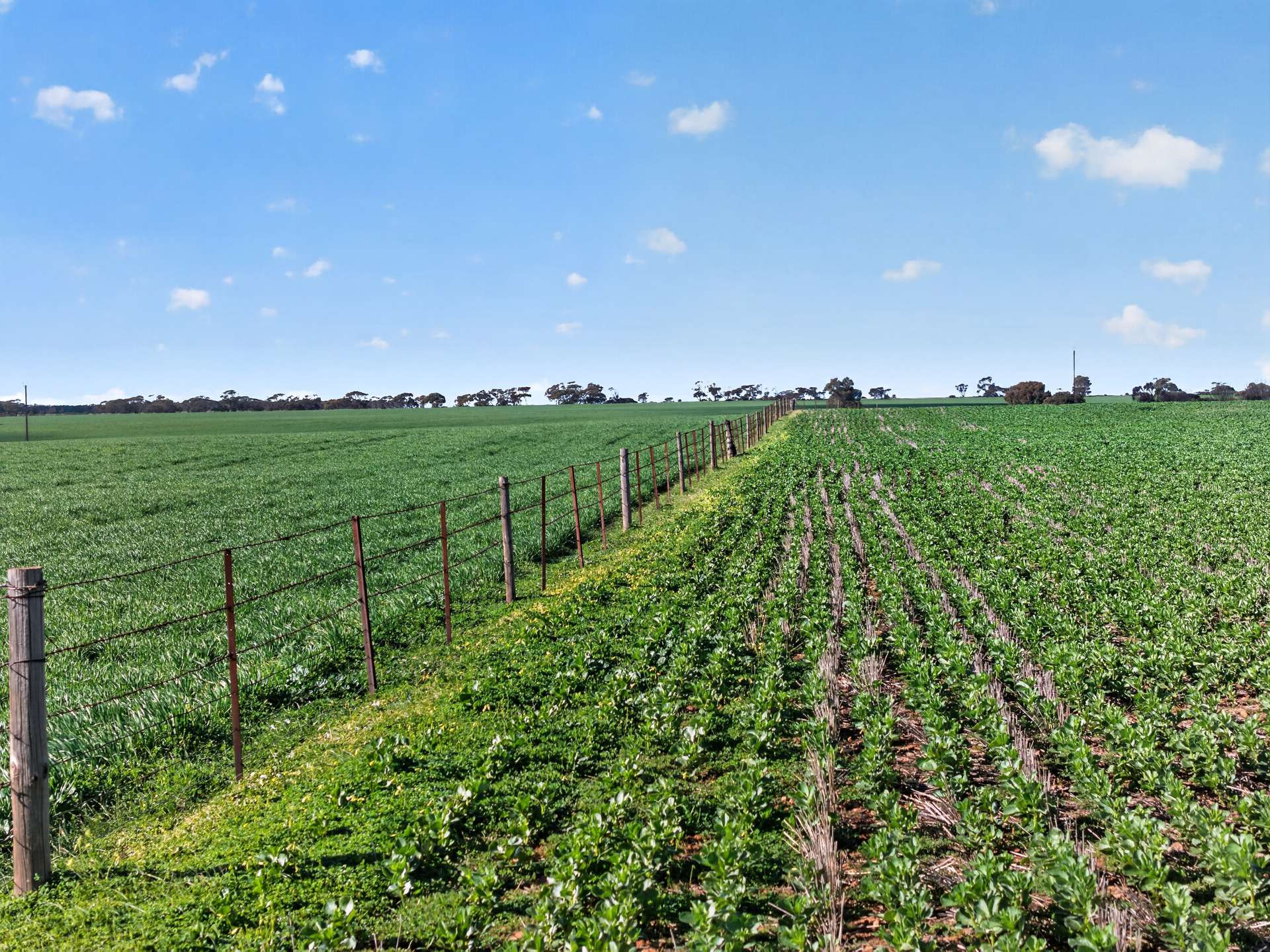'Murrays' Myrtle Road, Eudunda Auction by Farmbuy.com - image 16