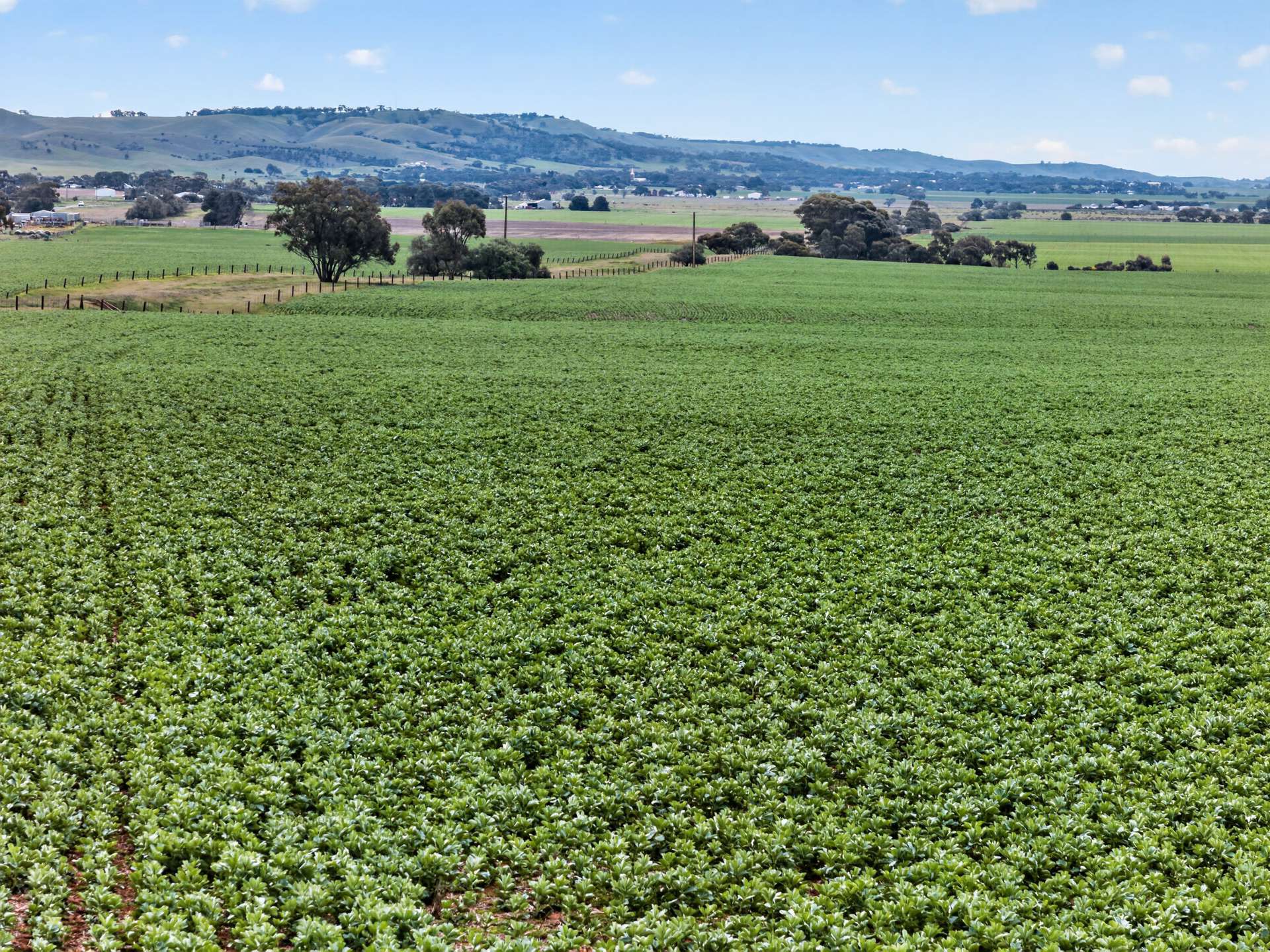 'Murrays' Myrtle Road, Eudunda Auction by Farmbuy.com - image 4