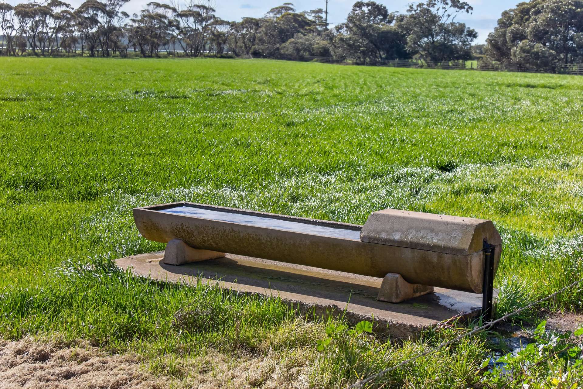'Murrays' Myrtle Road, Eudunda Auction by Farmbuy.com - image 10