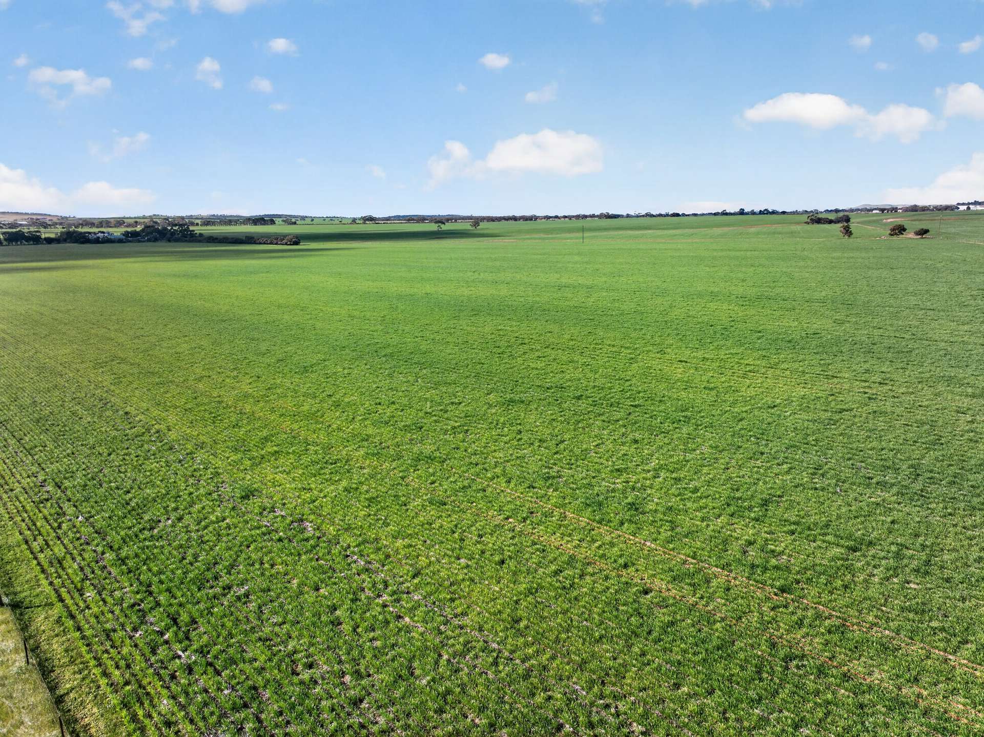 'Murrays' Myrtle Road, Eudunda Auction by Farmbuy.com - image 3