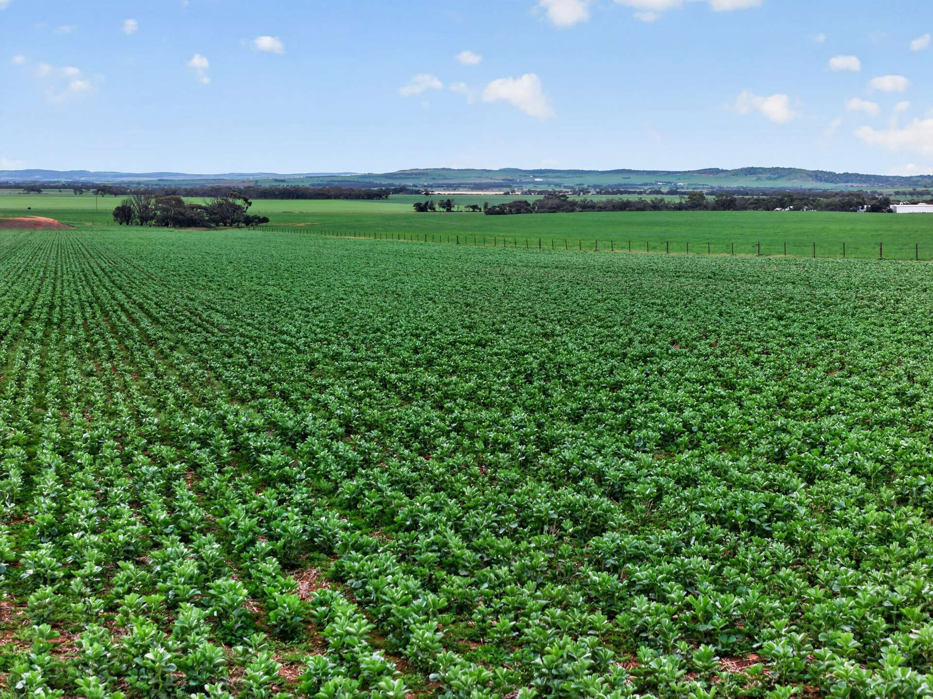 'Murrays' Myrtle Road, Eudunda Auction by Farmbuy.com - image 2
