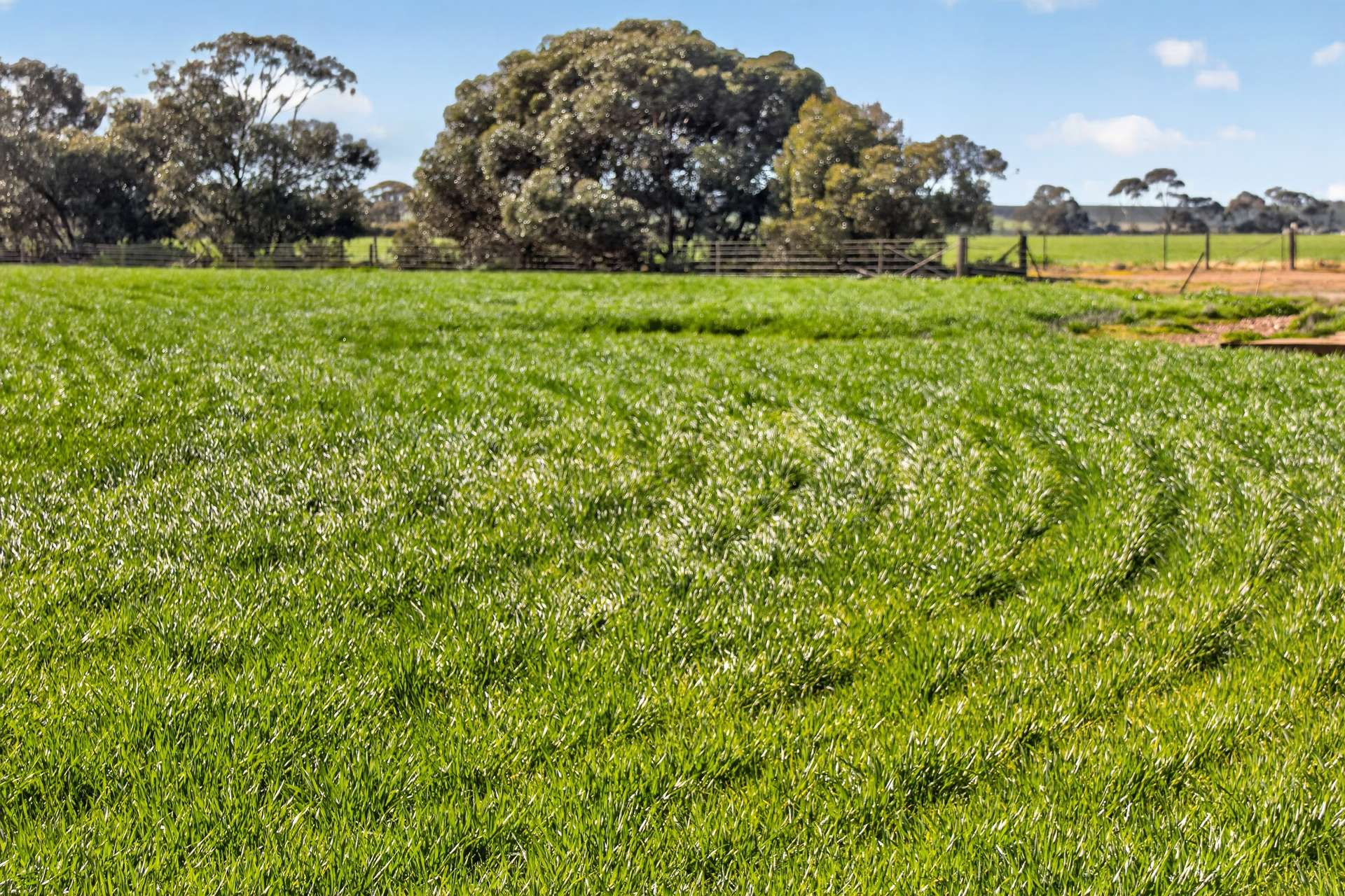 'Murrays' Myrtle Road, Eudunda Auction by Farmbuy.com - image 11