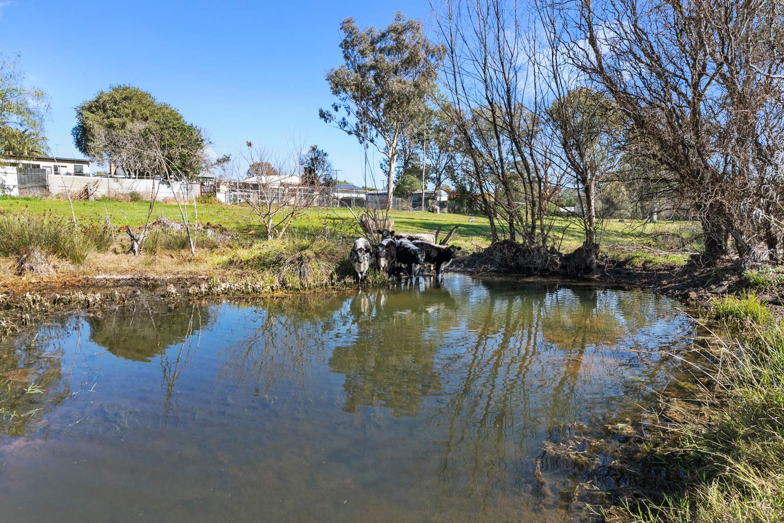 203 Susan Street, Scone For Sale by Farmbuy.com - image 19