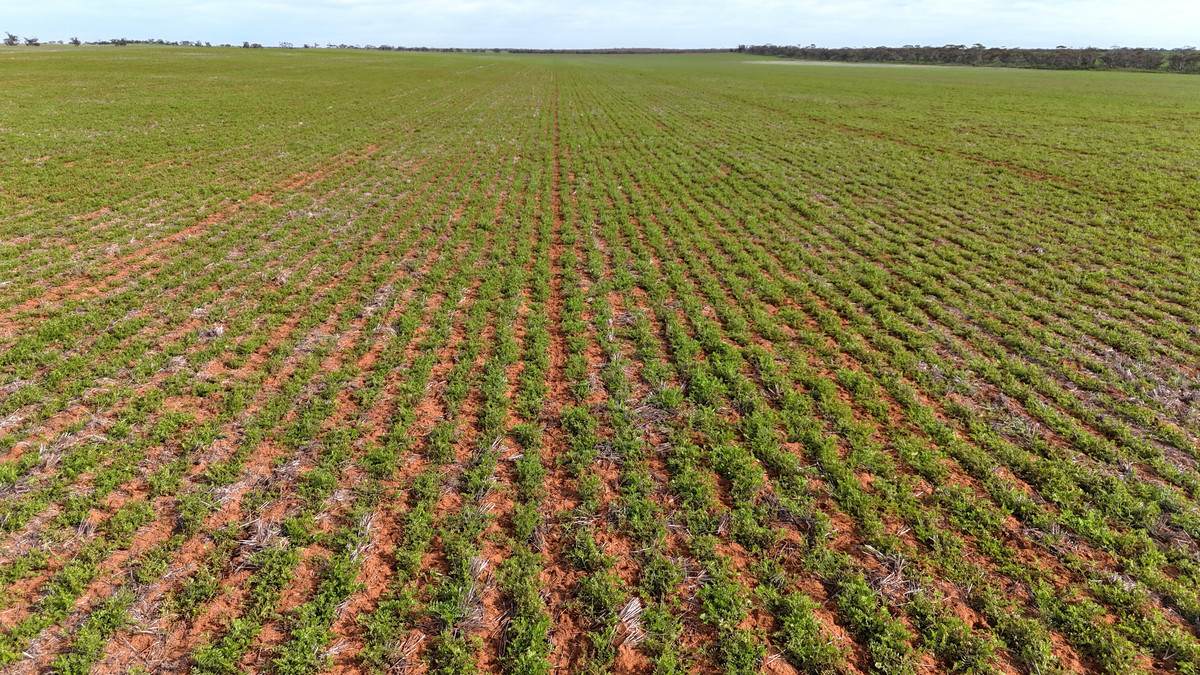 'Nowingi Plains' 1 Nowingi Line Track, Carwarp For Sale by Farmbuy.com - image 24