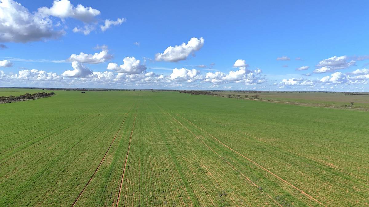 'Wayside' 614 Werrimull North Road, Werrimull For Sale by Farmbuy.com - image 7