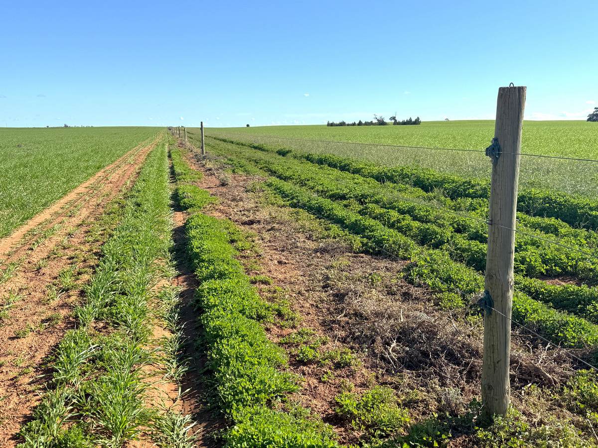 'Wayside' 614 Werrimull North Road, Werrimull For Sale by Farmbuy.com - image 18