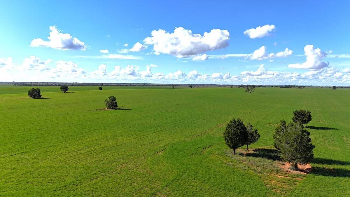'Wayside' 614 Werrimull North Road, Werrimull For Sale by Farmbuy.com - image 5