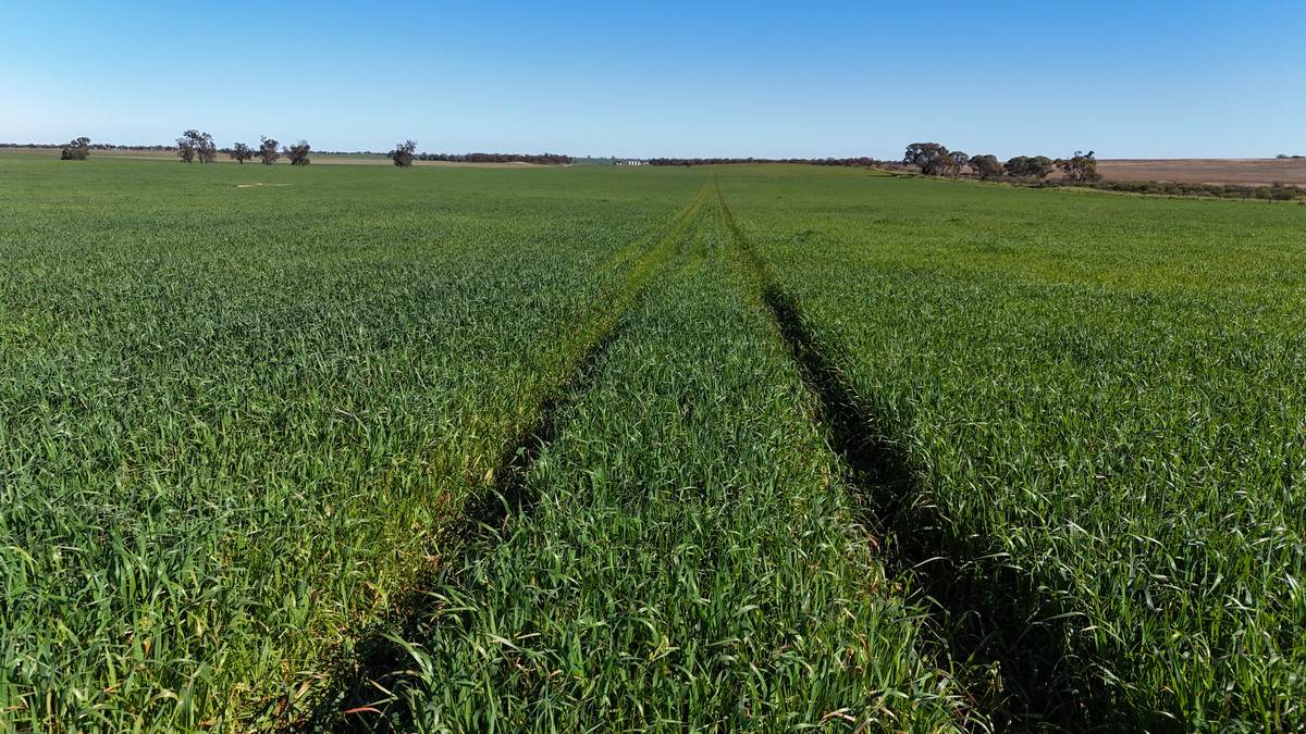 'Box Tank' 309 Arney Lane, Werrimull For Sale by Farmbuy.com - image 4