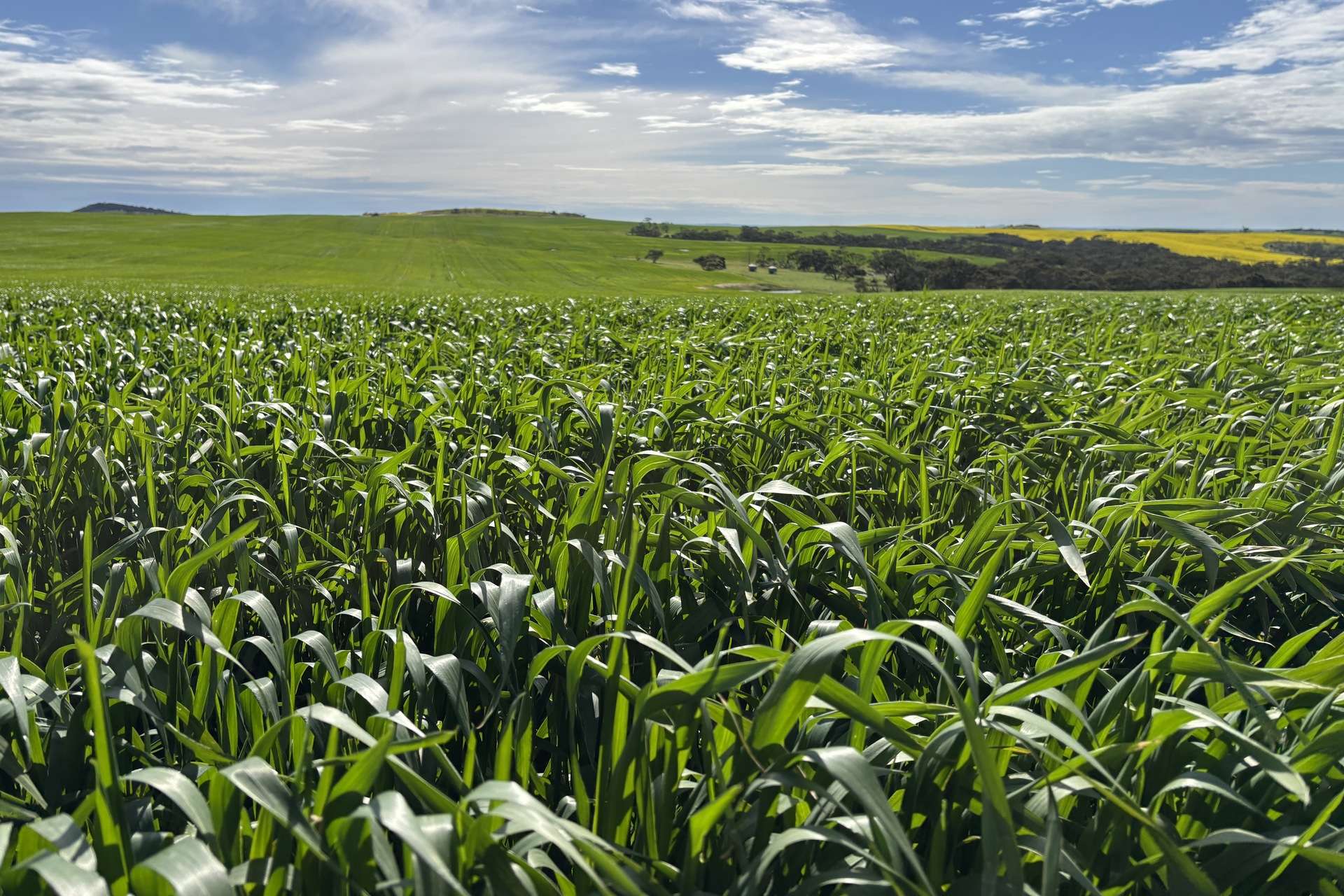 404 Marshalls Road, Ungarra For Sale by Farmbuy.com - image 10