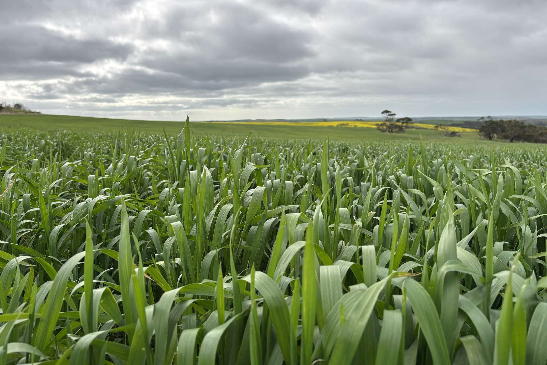 404 Marshalls Road, Ungarra For Sale by Farmbuy.com - image 8