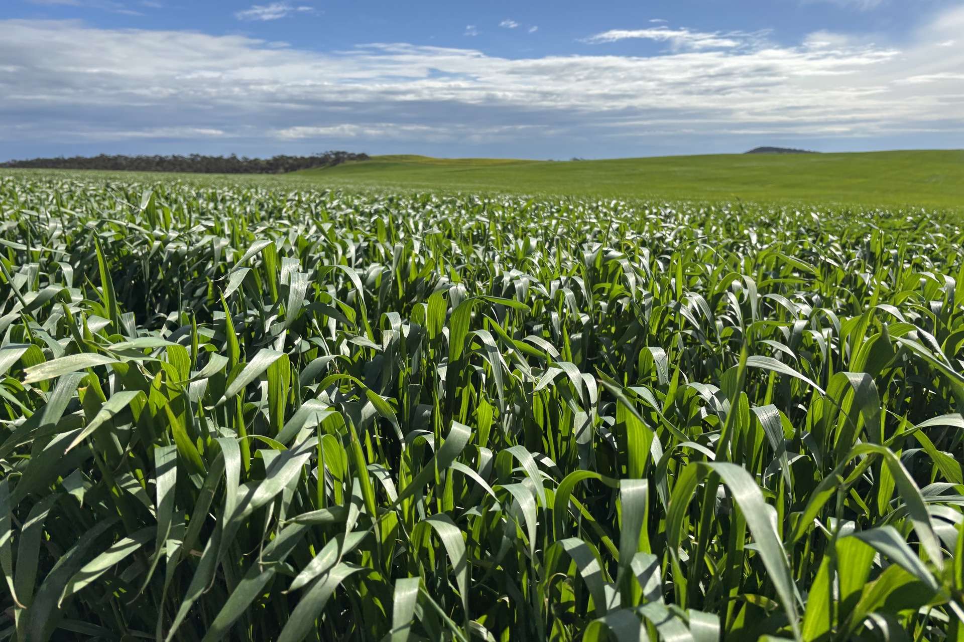 404 Marshalls Road, Ungarra For Sale by Farmbuy.com - image 18
