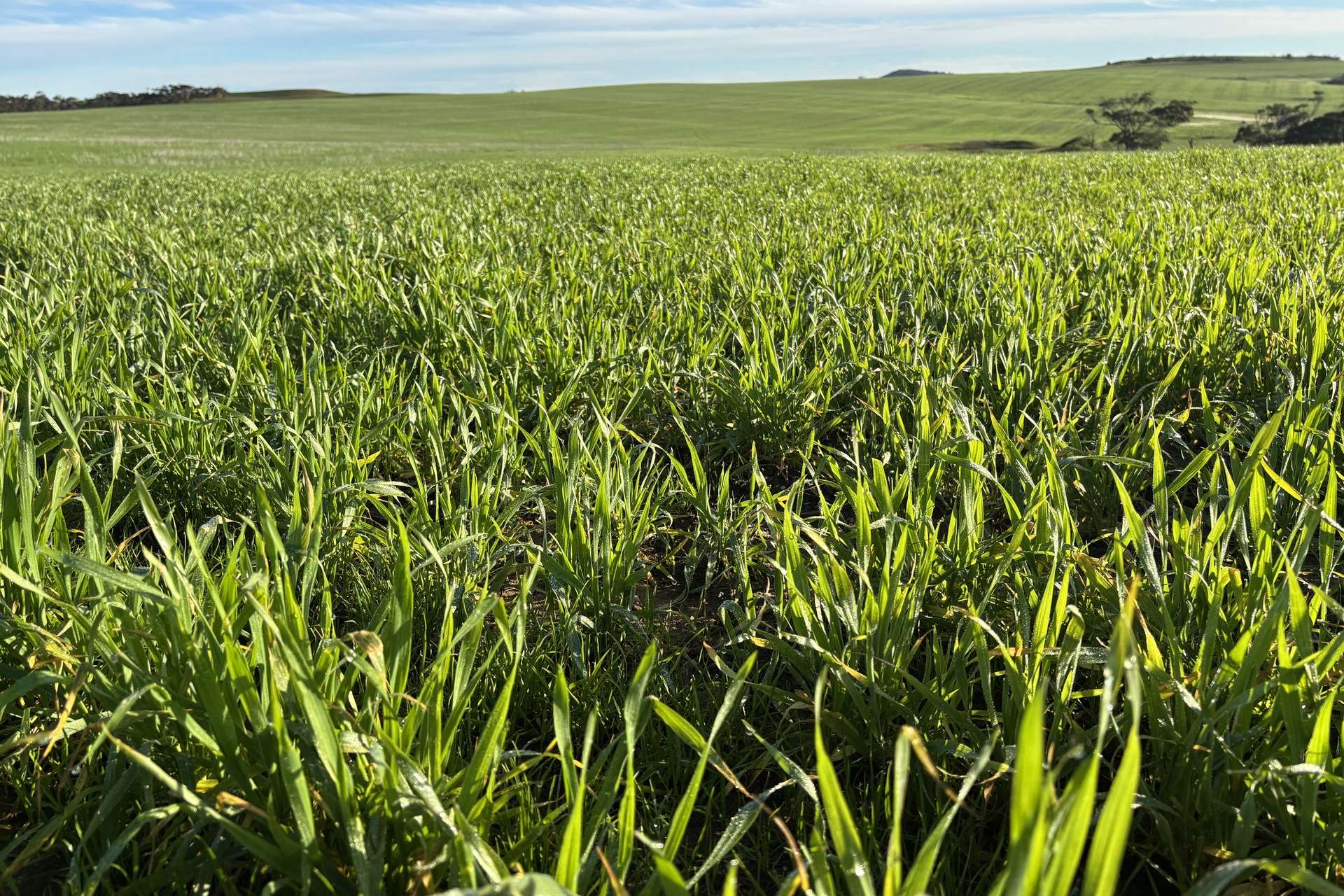 404 Marshalls Road, Ungarra For Sale by Farmbuy.com - image 18