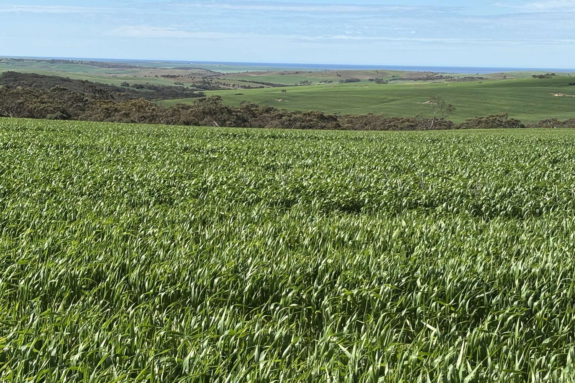404 Marshalls Road, Ungarra For Sale by Farmbuy.com - image 6