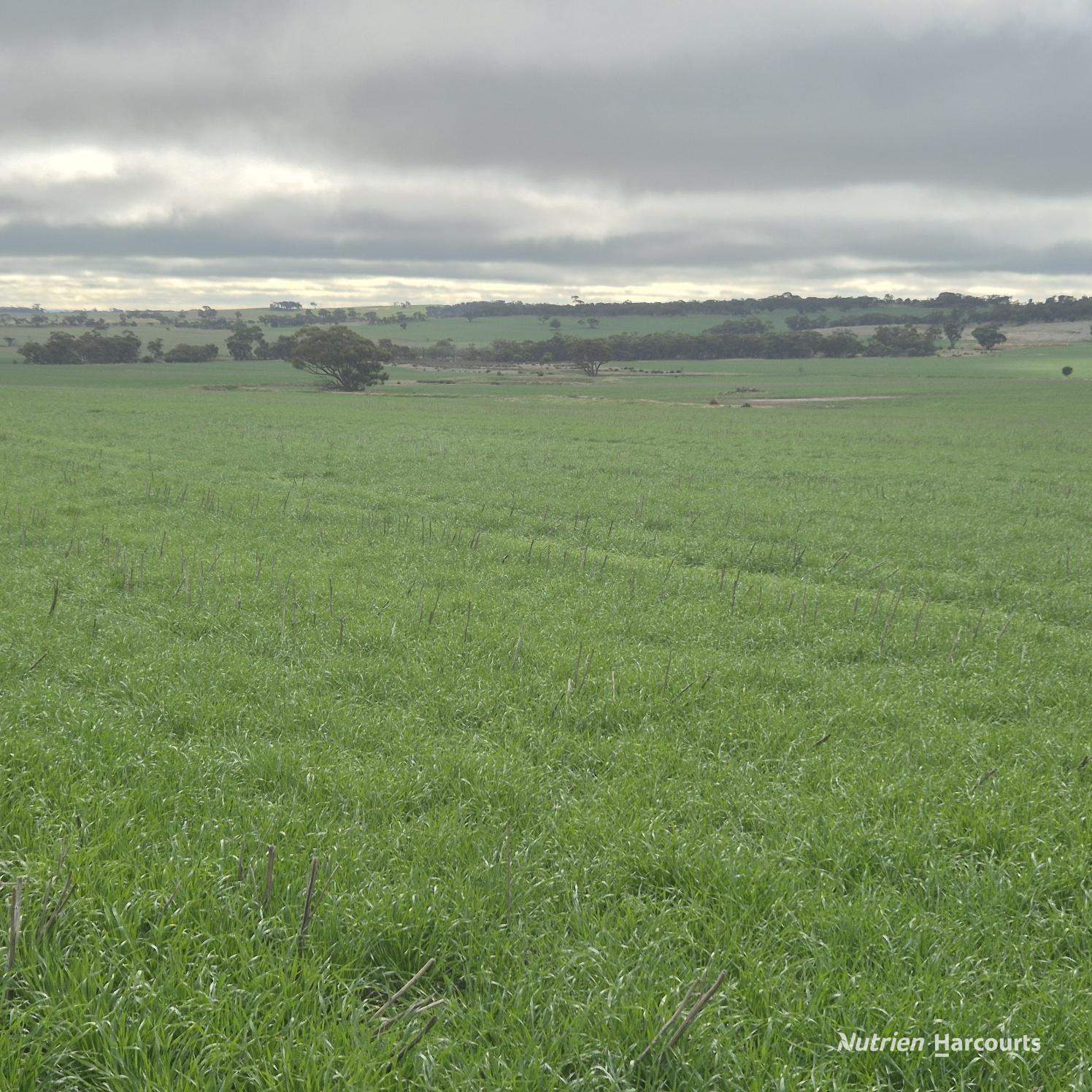 Tatiara Farm, Gilliminning Road, Wickepin For Sale by Farmbuy.com - image 9