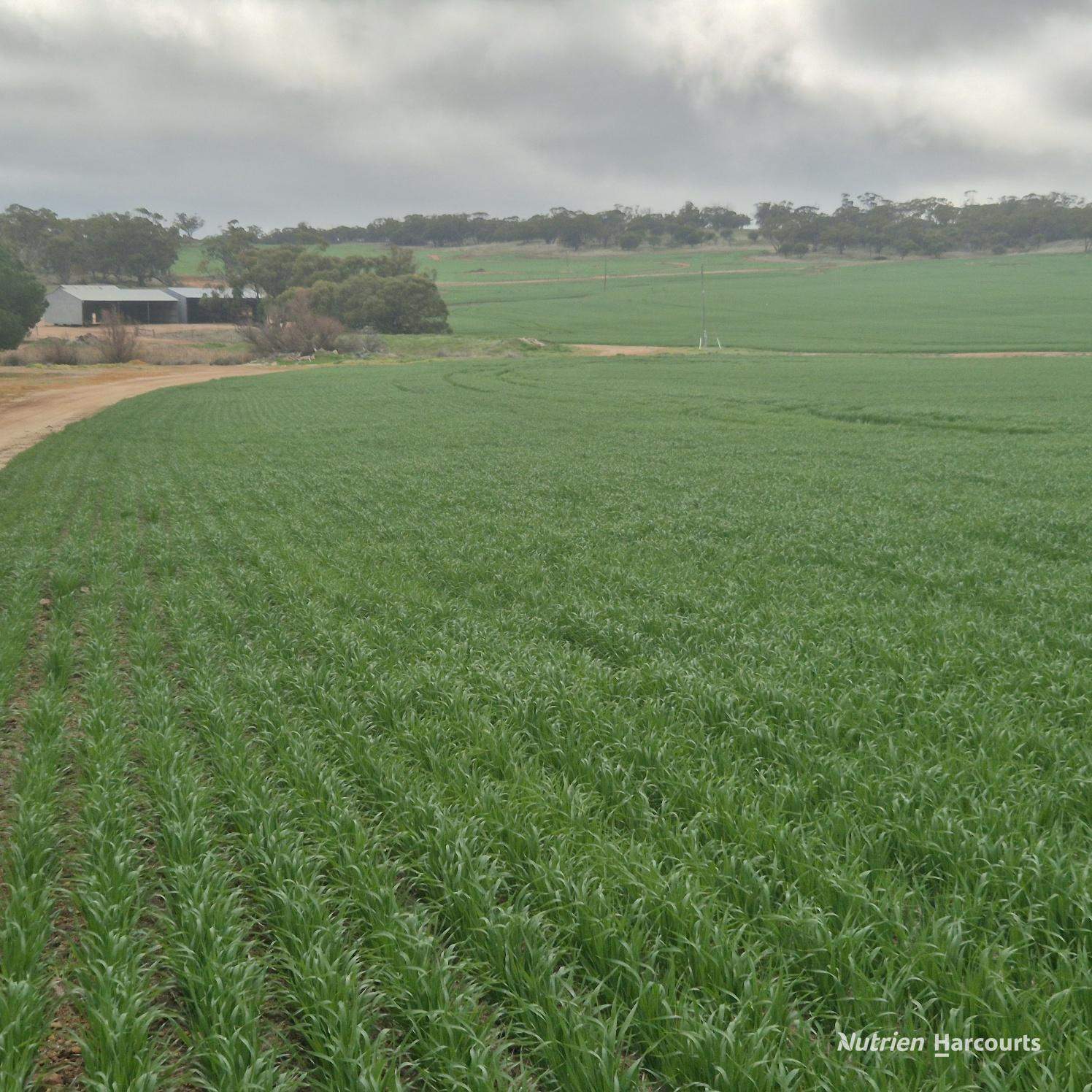 Tatiara Farm, Gilliminning Road, Wickepin For Sale by Farmbuy.com - image 3