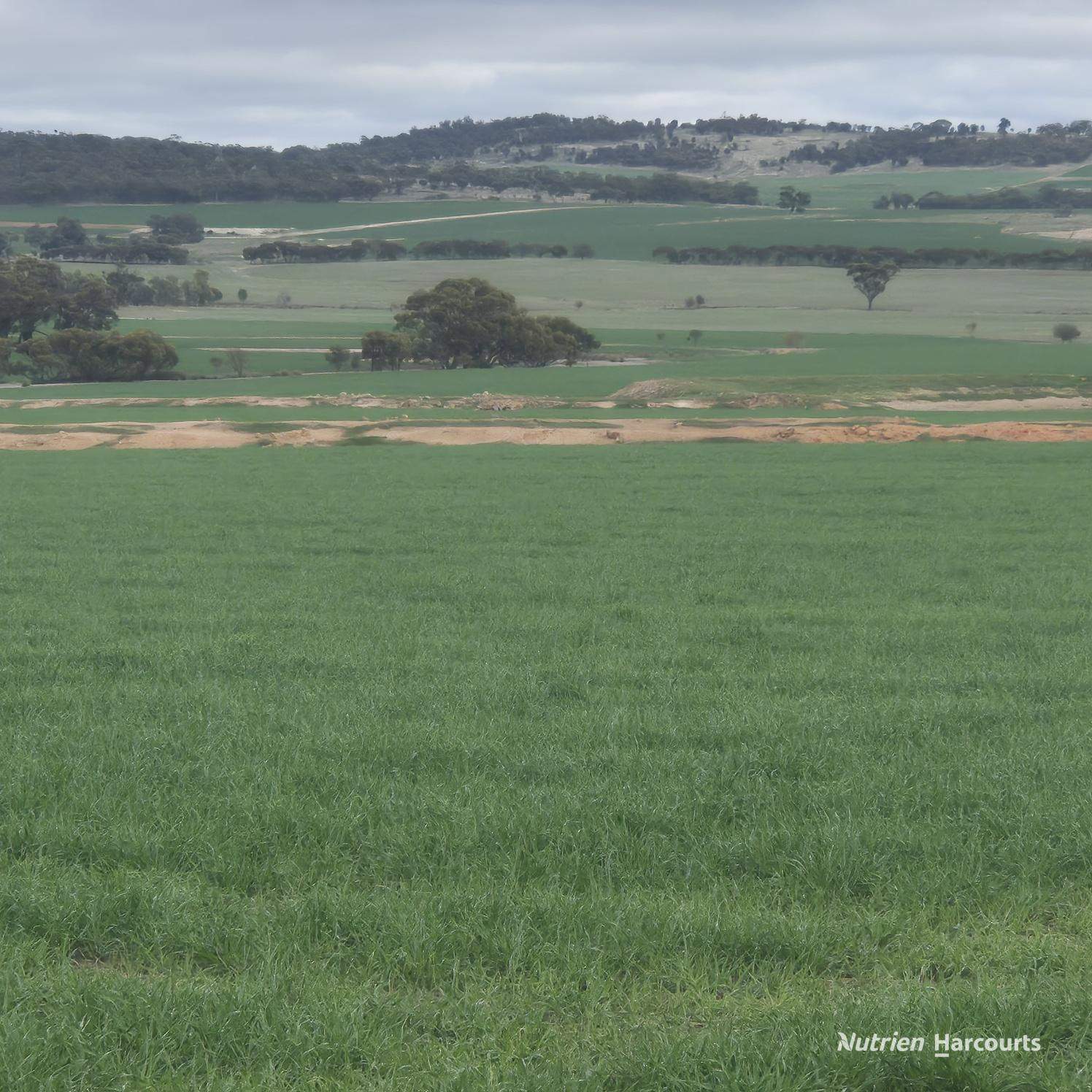 Tatiara Farm, Gilliminning Road, Wickepin For Sale by Farmbuy.com - image 6
