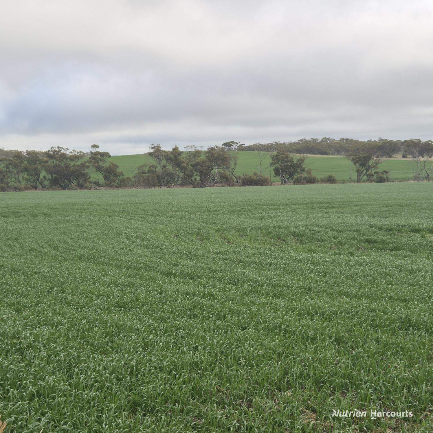 Tatiara Farm, Gilliminning Road, Wickepin For Sale by Farmbuy.com - image 4