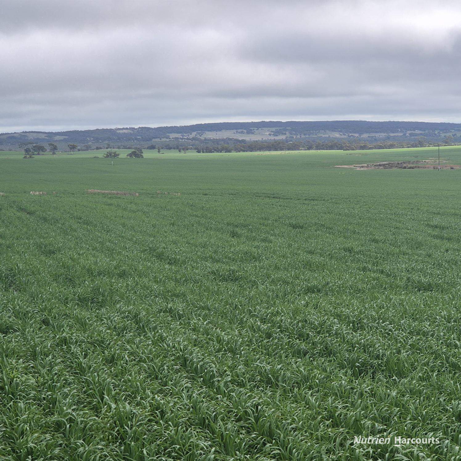 Tatiara Farm, Gilliminning Road, Wickepin For Sale by Farmbuy.com - image 5
