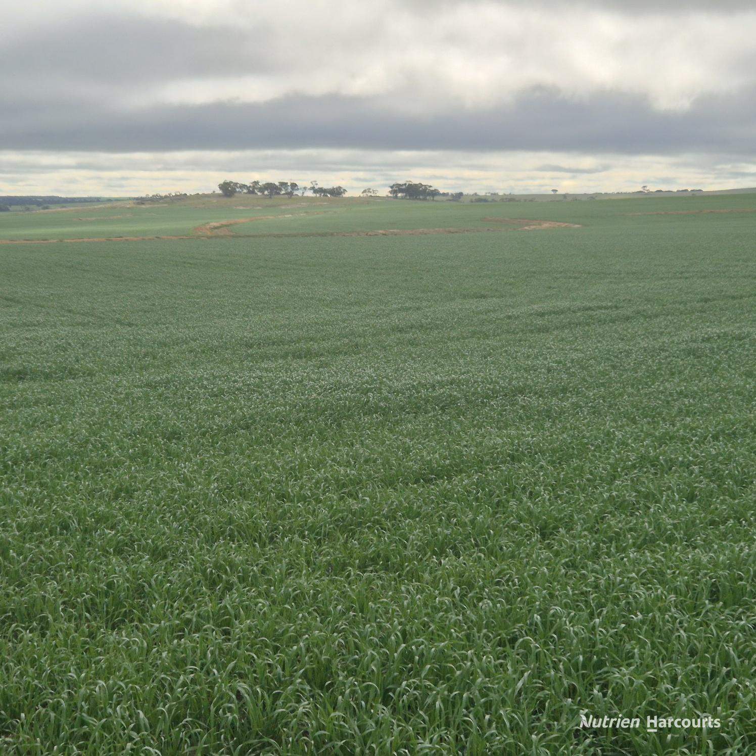 Tatiara Farm, Gilliminning Road, Wickepin For Sale by Farmbuy.com - image 8