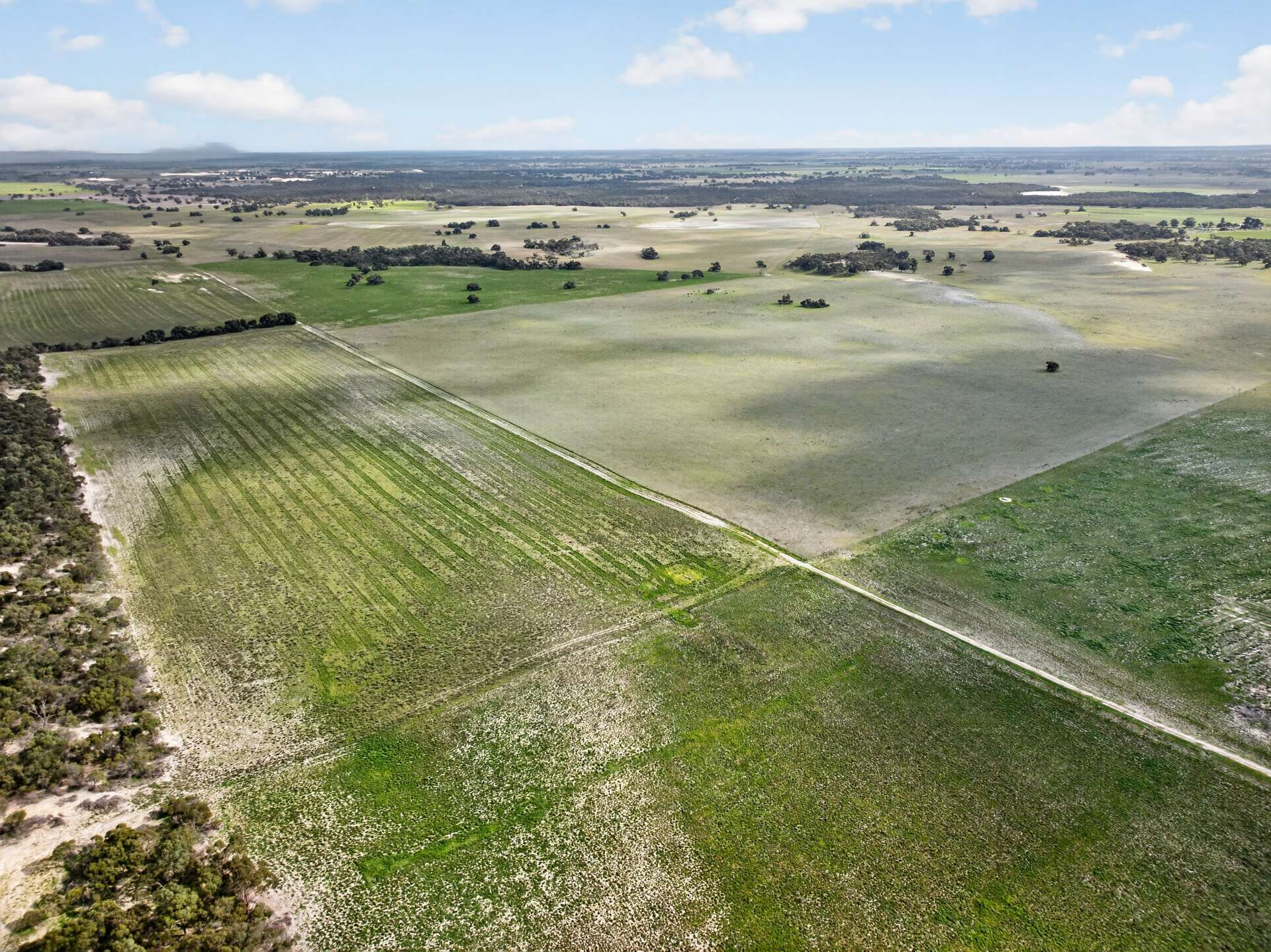 'Cairndale' Dukes Highway, Keith Auction by Farmbuy.com - image 23