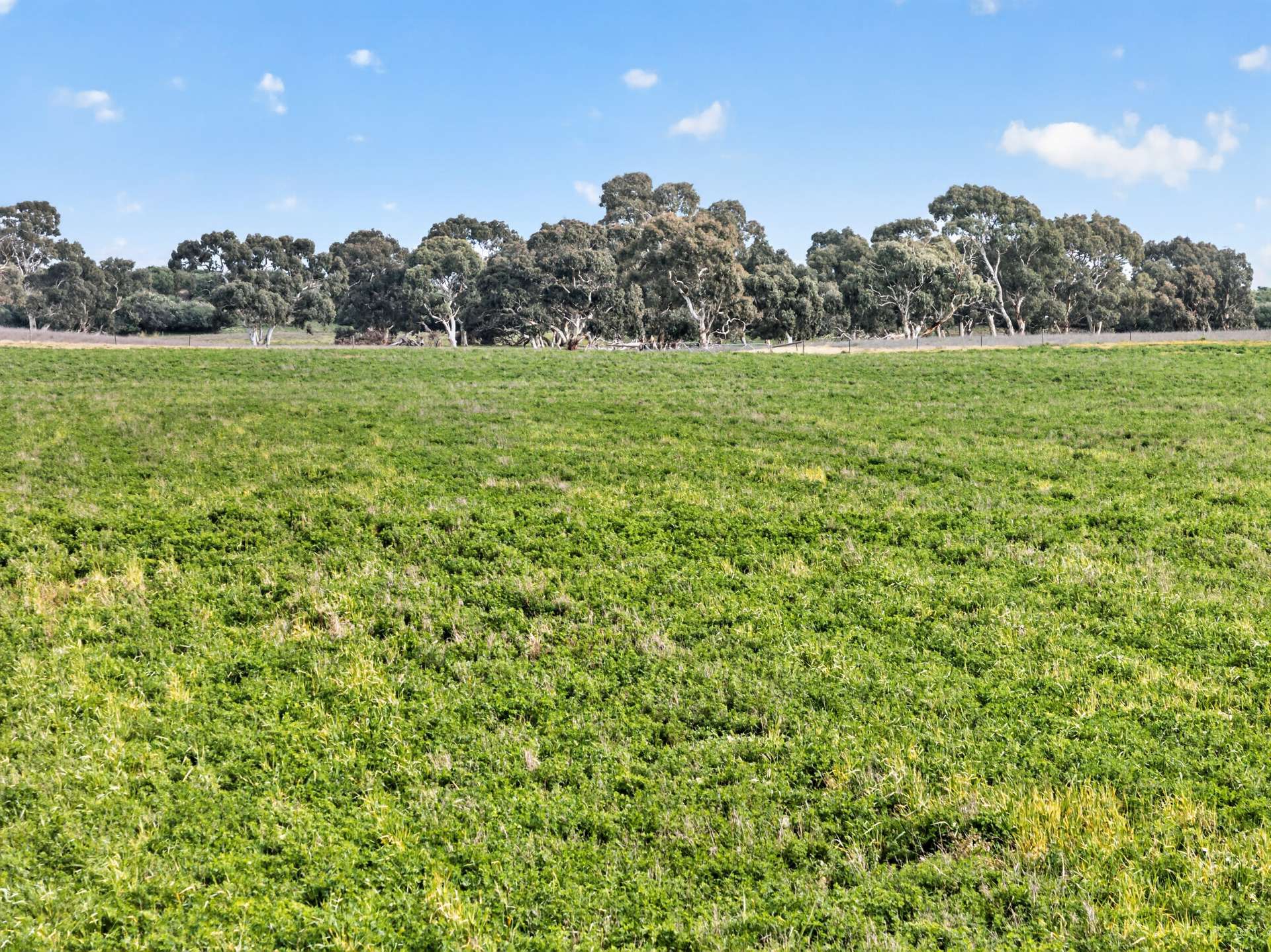 'Cairndale' Dukes Highway, Keith Auction by Farmbuy.com - image 12