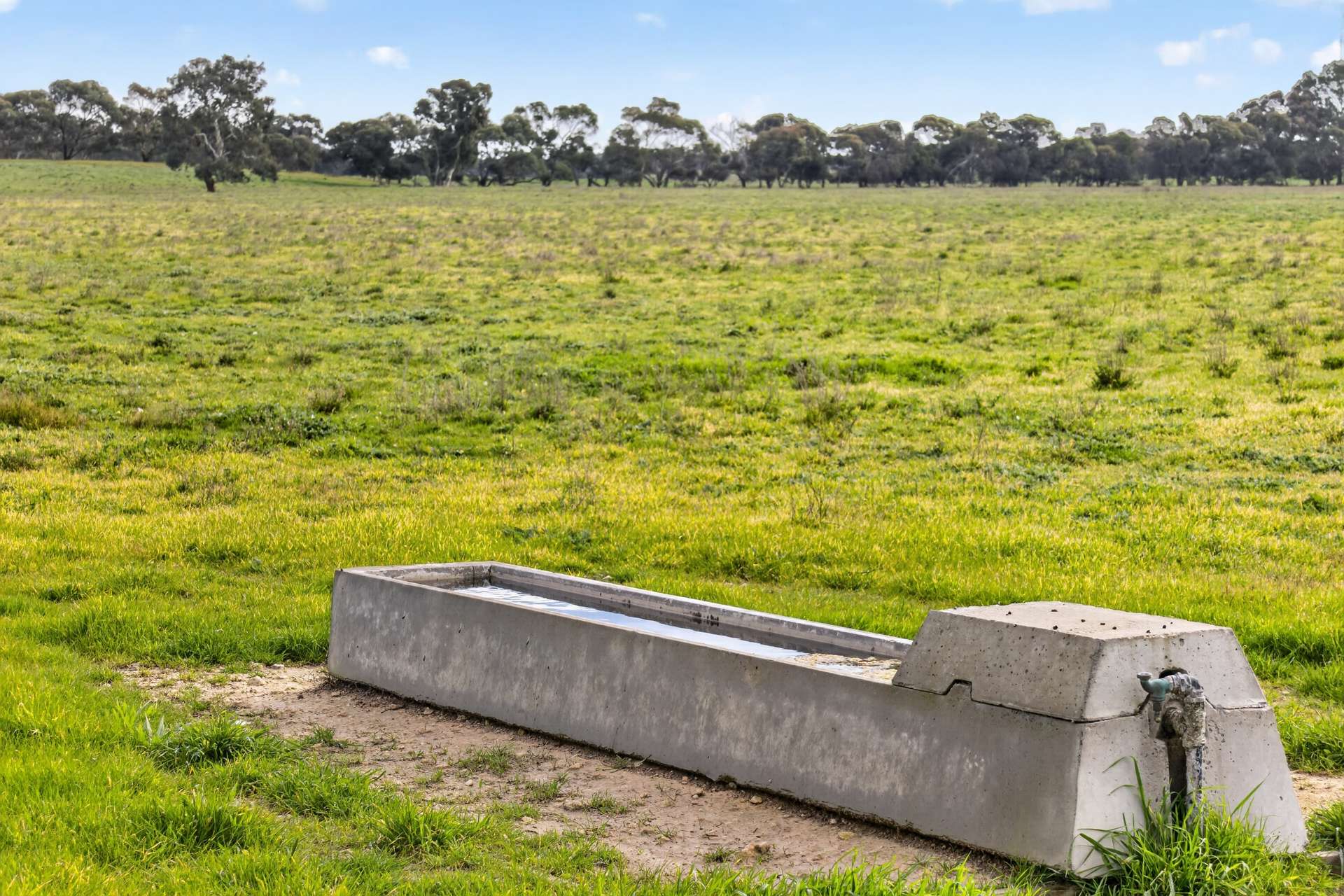 'Cairndale' Dukes Highway, Keith Auction by Farmbuy.com - image 11